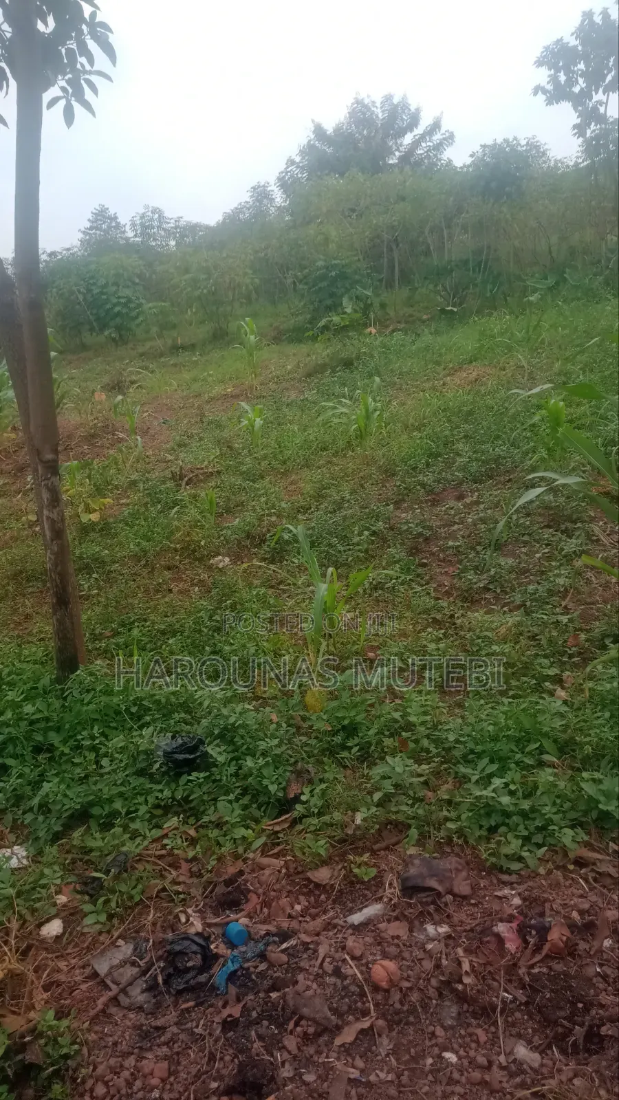 Tittle for Sale Nansana