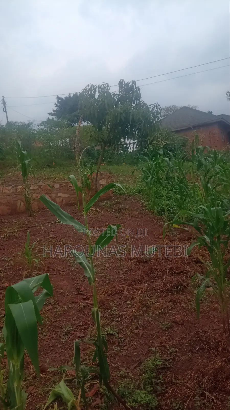Tittle for Sale Nansana