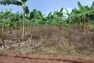 Prime Plots for Sale at Katende~Luvumbula Land Estate Along Masaka Rd
