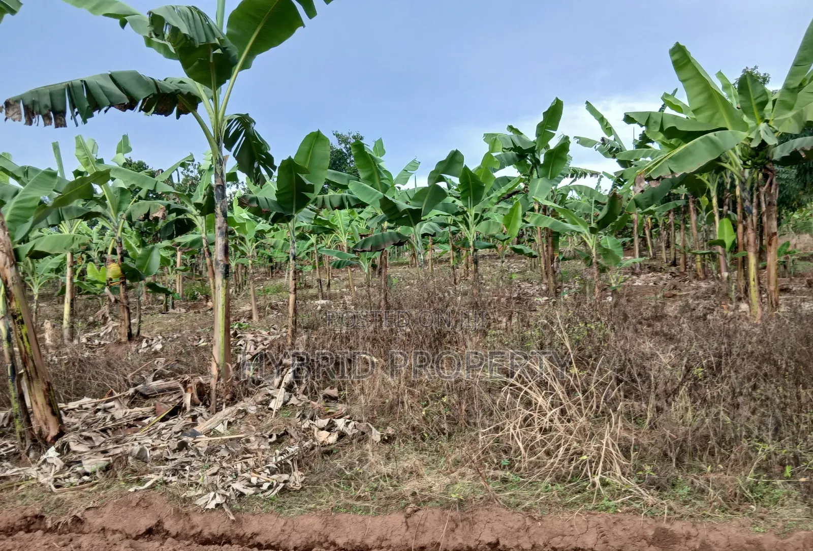 Prime Plots for Sale at Katende~Luvumbula Land Estate Along Masaka Rd