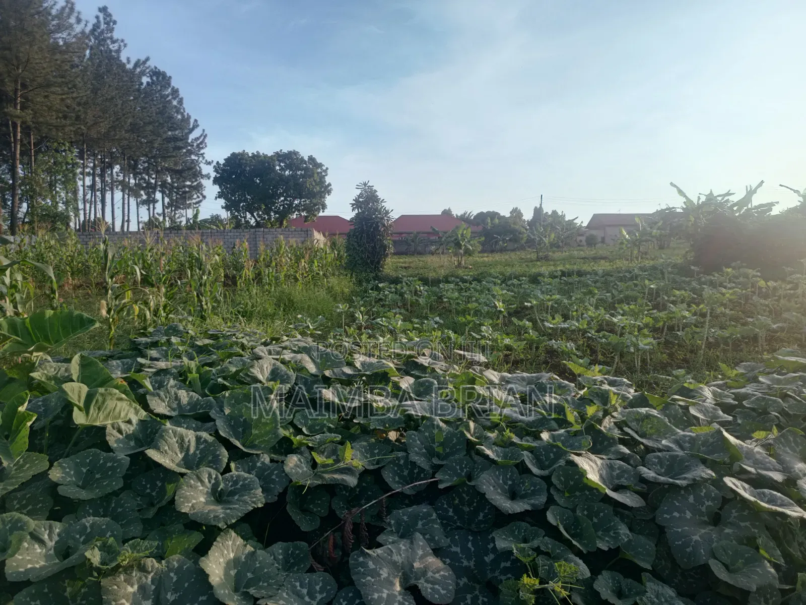 100*100ft Plot for Sale in Gayaza Kabanyolo 2km From Gayaza Town Centa