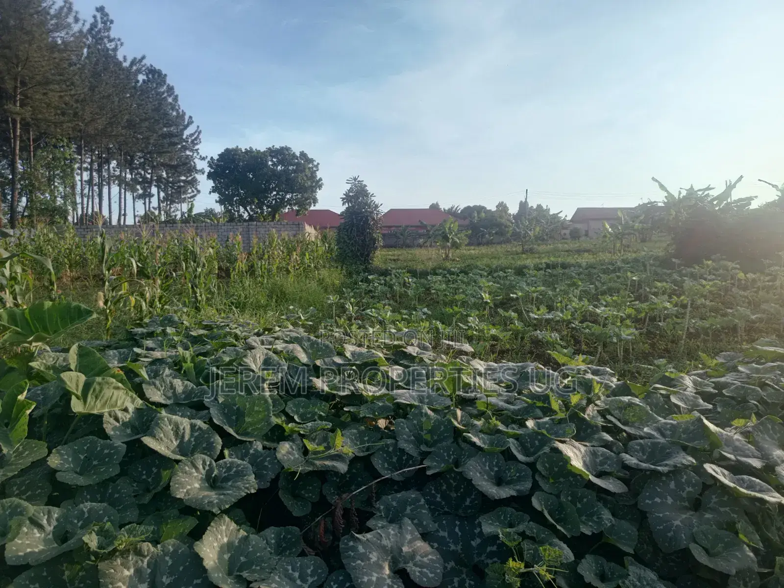 100*100ft Plot for Sale in Gayaza Kabanyolo 2km From Gayaza Town Centa