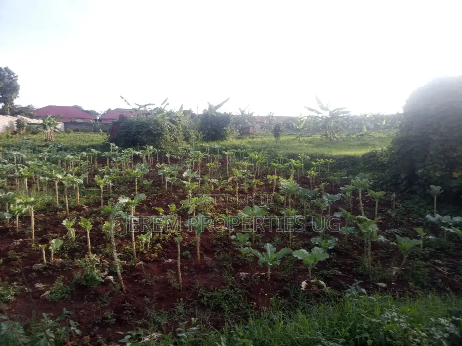 100*100ft Plot for Sale in Gayaza Kabanyolo 2km From Gayaza Town Centa
