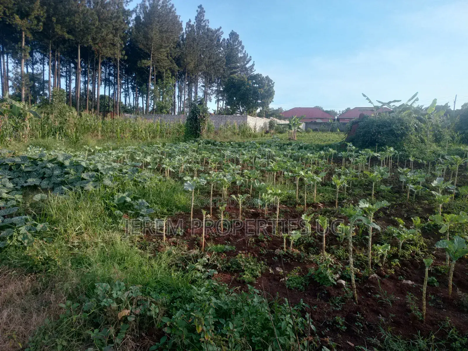 100*100ft Plot for Sale in Gayaza Kabanyolo 2km From Gayaza Town Centa