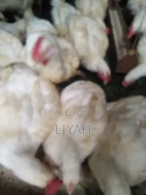 Mature Broilers 2.5kgs to 3