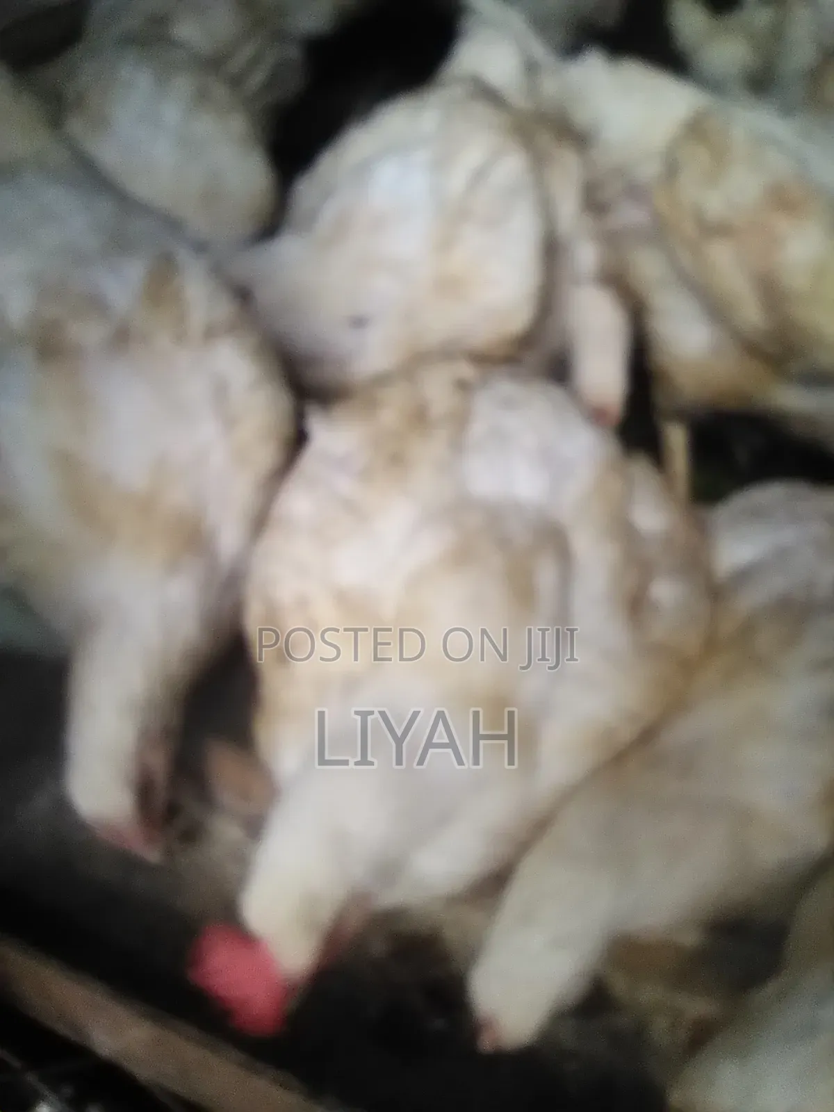 Mature Broilers 2.5kgs to 3
