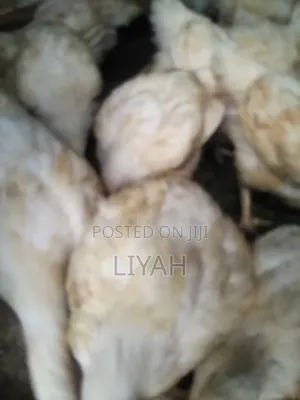 Mature Broilers 2.5kgs to 3