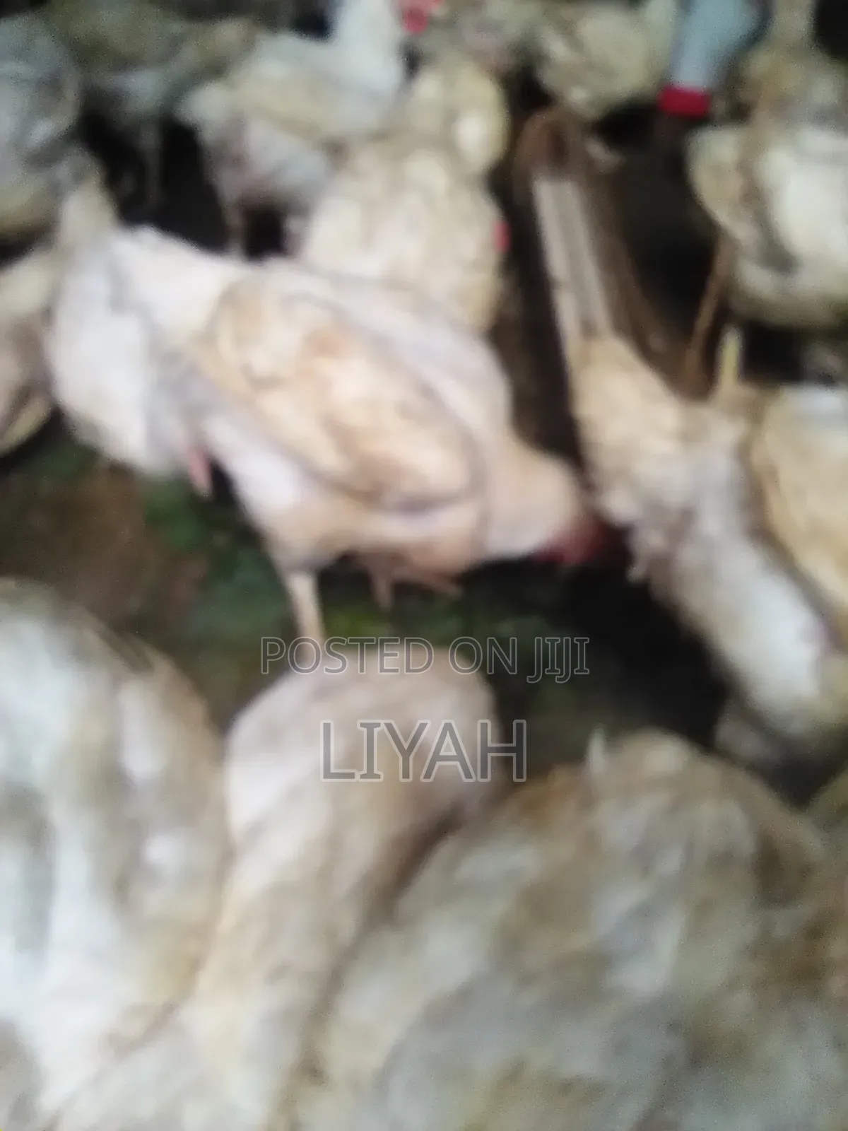 Mature Broilers 2.5kgs to 3