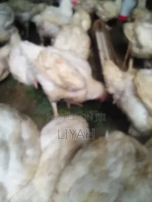 Mature Broilers 2.5kgs to 3