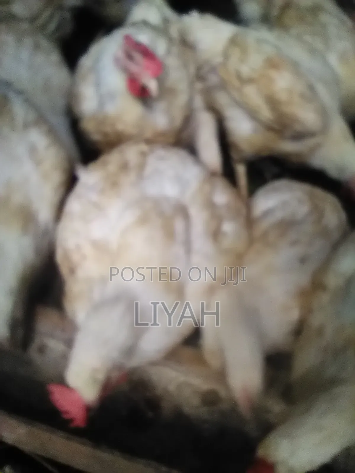 Mature Broilers 2.5kgs to 3