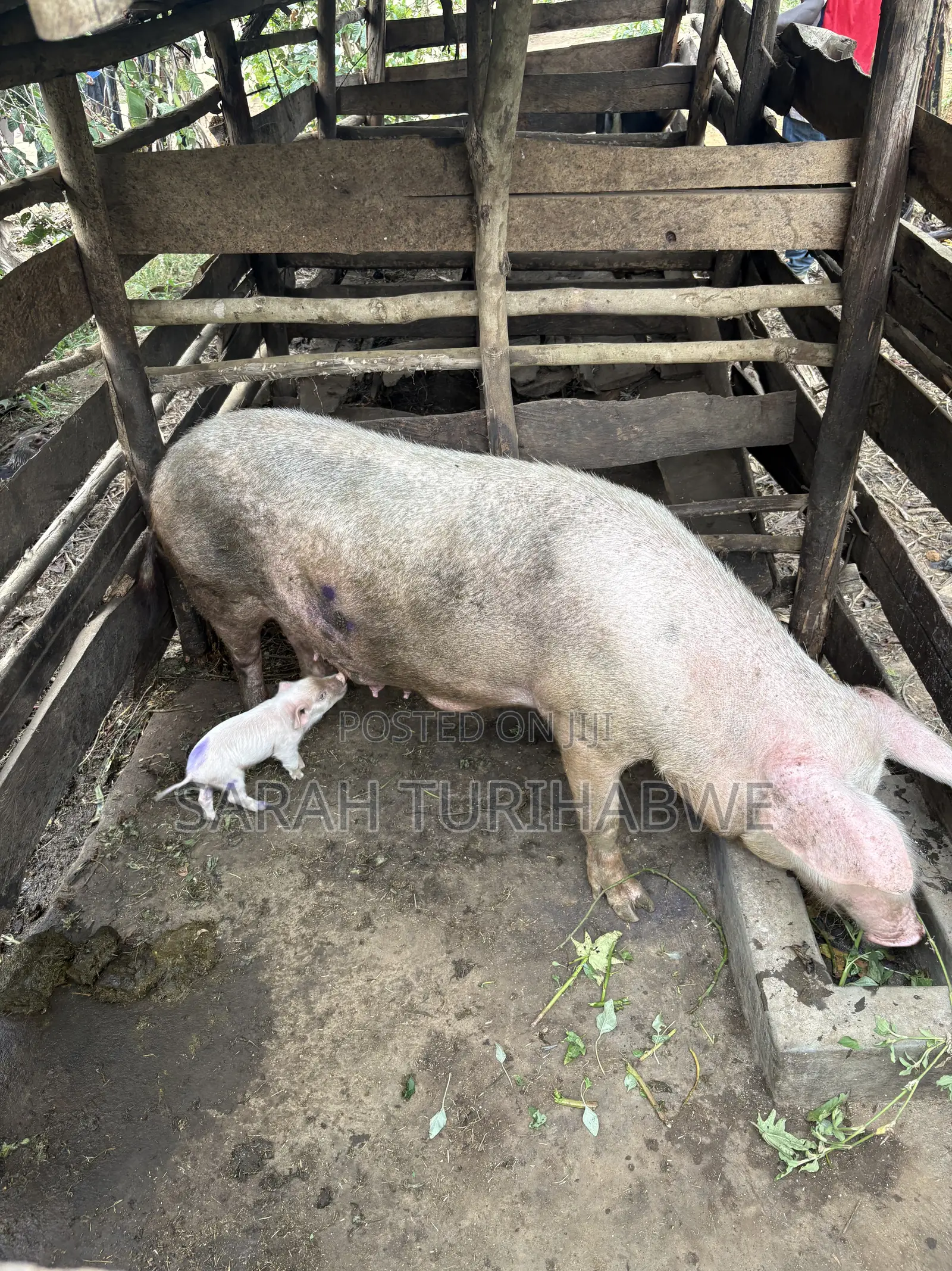 Pig to Start a Farm