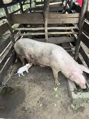 Pig to Start a Farm
