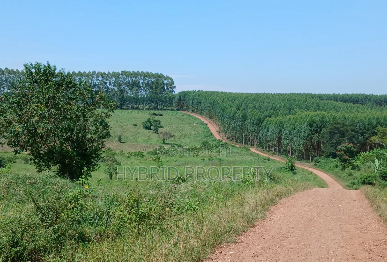 Fertile 640acres for Rent at Busunju~Sekanyonyi Hoima Road.