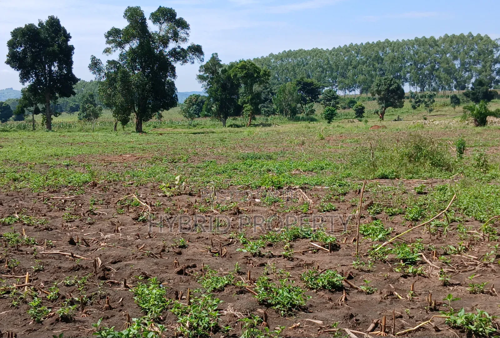 Fertile 640acres for Rent at Busunju~Sekanyonyi Hoima Road.