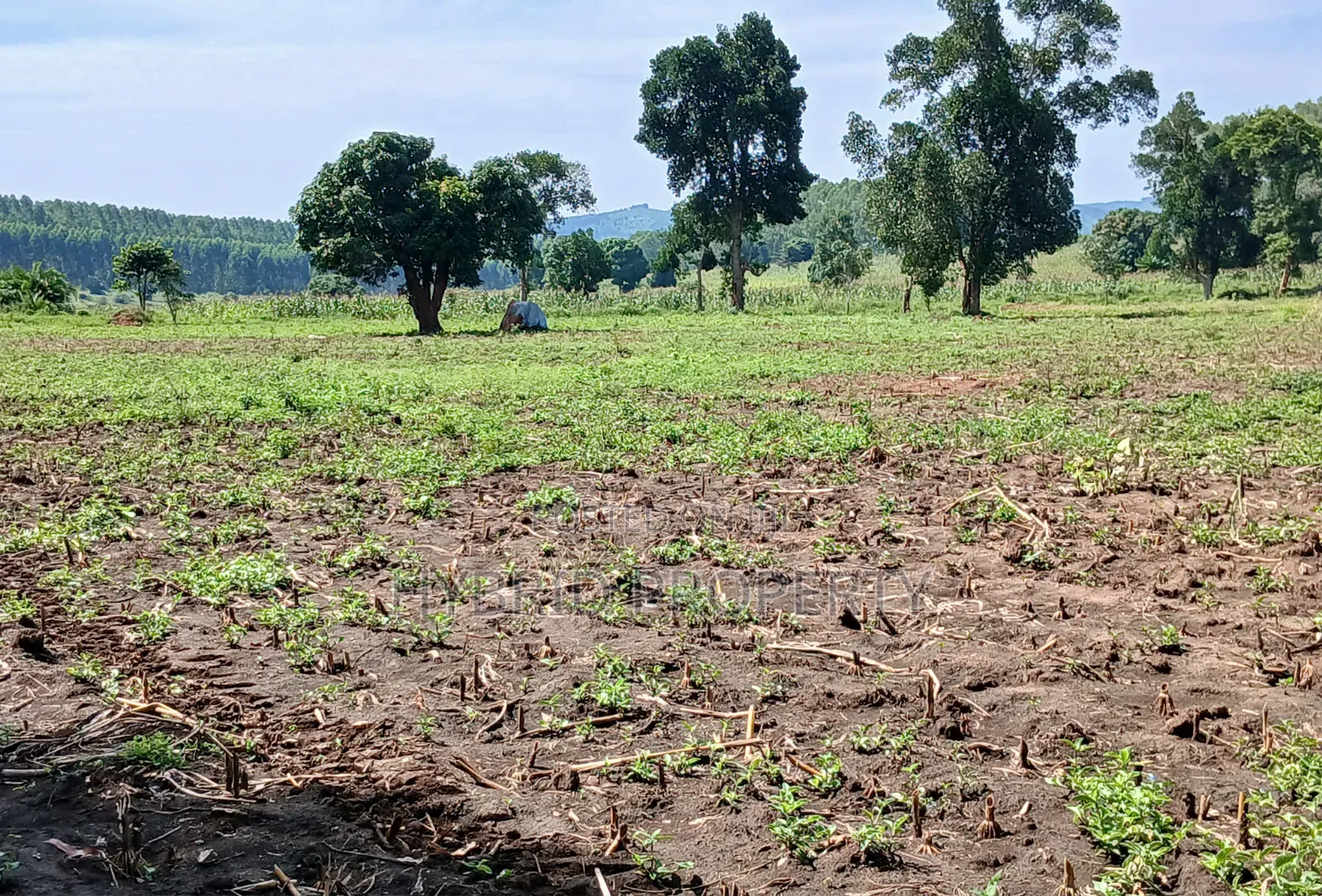 Fertile 640acres for Rent at Busunju~Sekanyonyi Hoima Road.