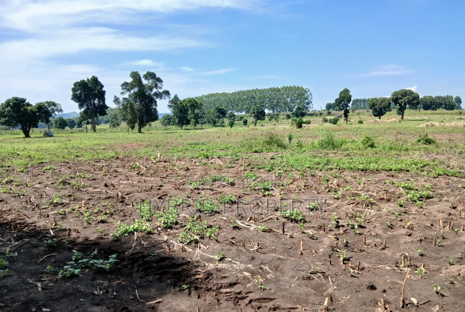 Fertile 640acres for Rent at Busunju~Sekanyonyi Hoima Road.