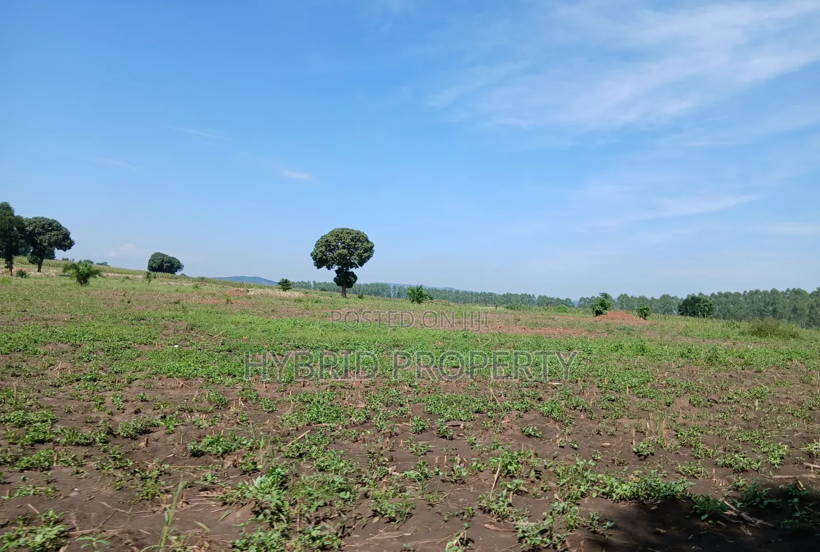 Fertile 640acres for Rent at Busunju~Sekanyonyi Hoima Road.