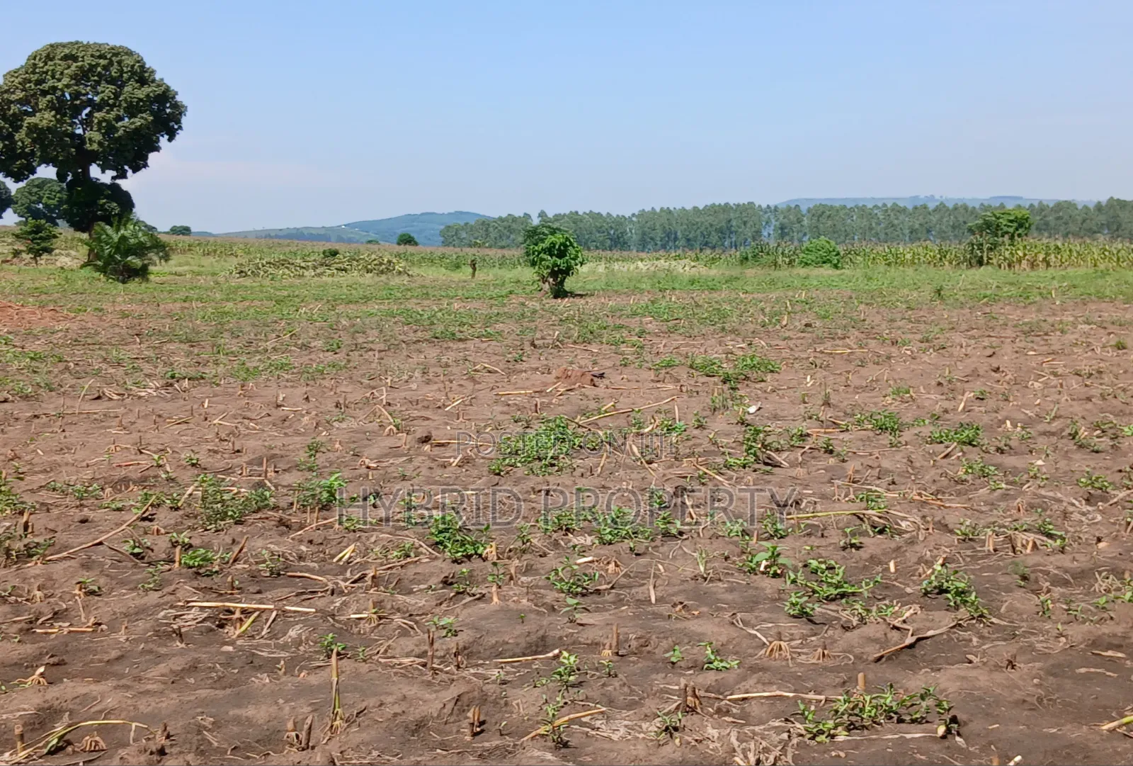 Fertile 640acres for Rent at Busunju~Sekanyonyi Hoima Road.