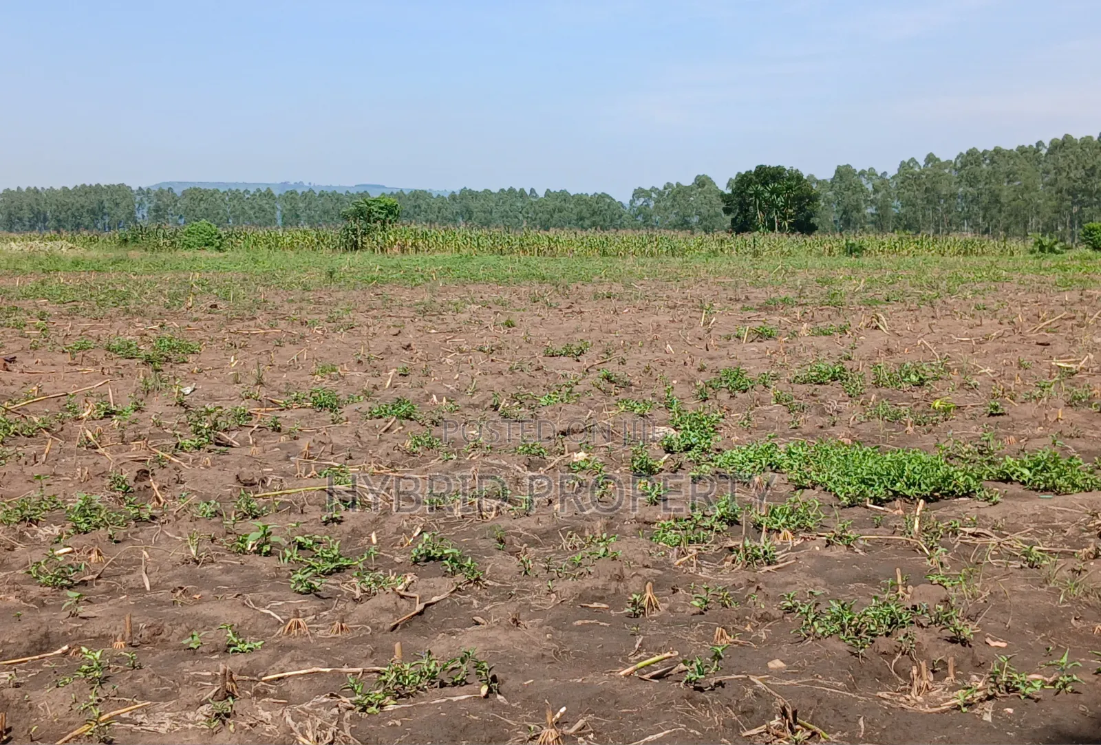 Fertile 640acres for Rent at Busunju~Sekanyonyi Hoima Road.