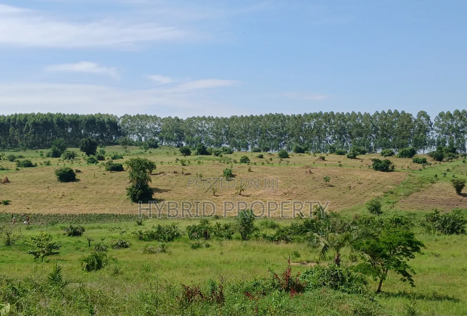 Fertile 640acres for Rent at Busunju~Sekanyonyi Hoima Road.
