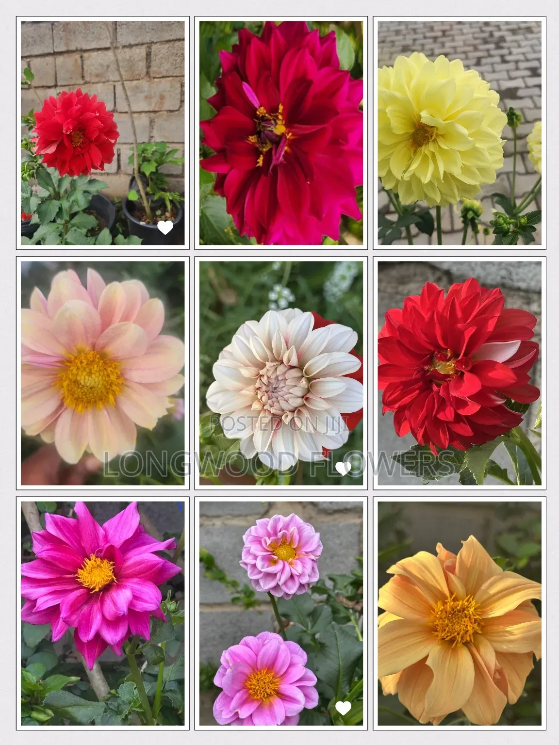 Flower Seeds