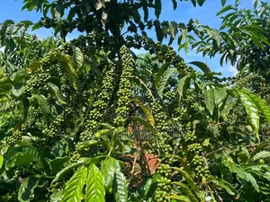 3 Fertile Acres for Sale