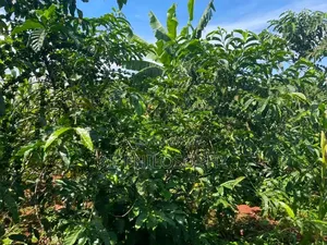 3 Fertile Acres for Sale