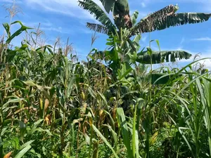 3 Fertile Acres for Sale