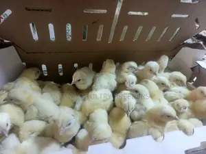 Cob 500 Broilers Fast Maturing Breed