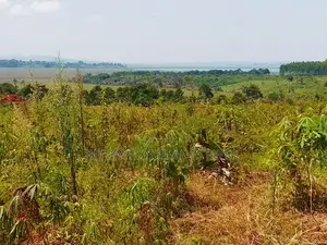 New Estate In Buwaya Sazi 50 By 100ft Plots Titled, Near The Road