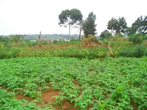 30 Decimal Plot With a Land Title, Lake View in Garuga Entebbe