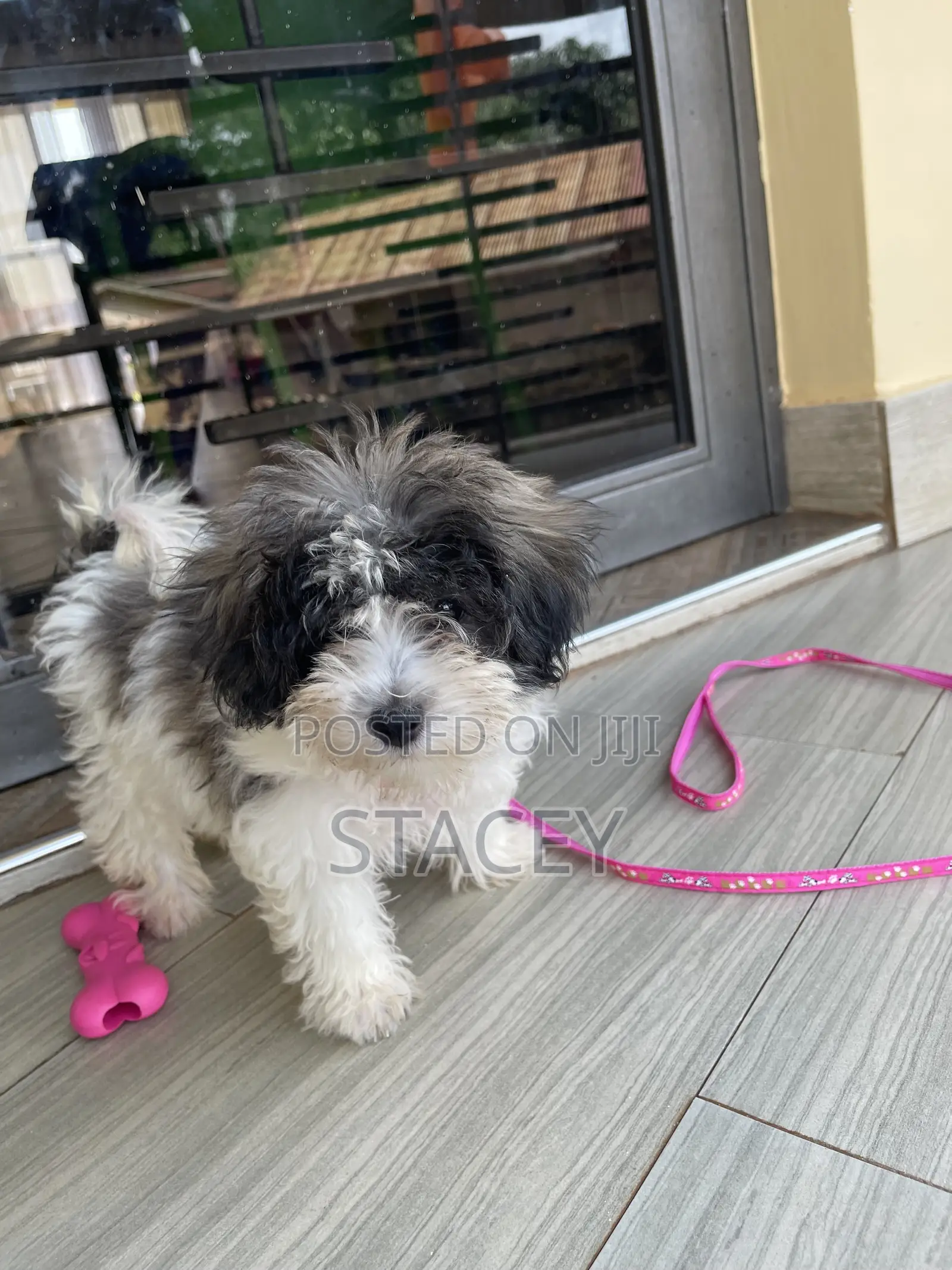 3-6 months Female Purebred Maltese
