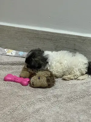 3-6 months Female Purebred Maltese