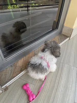 3-6 months Female Purebred Maltese