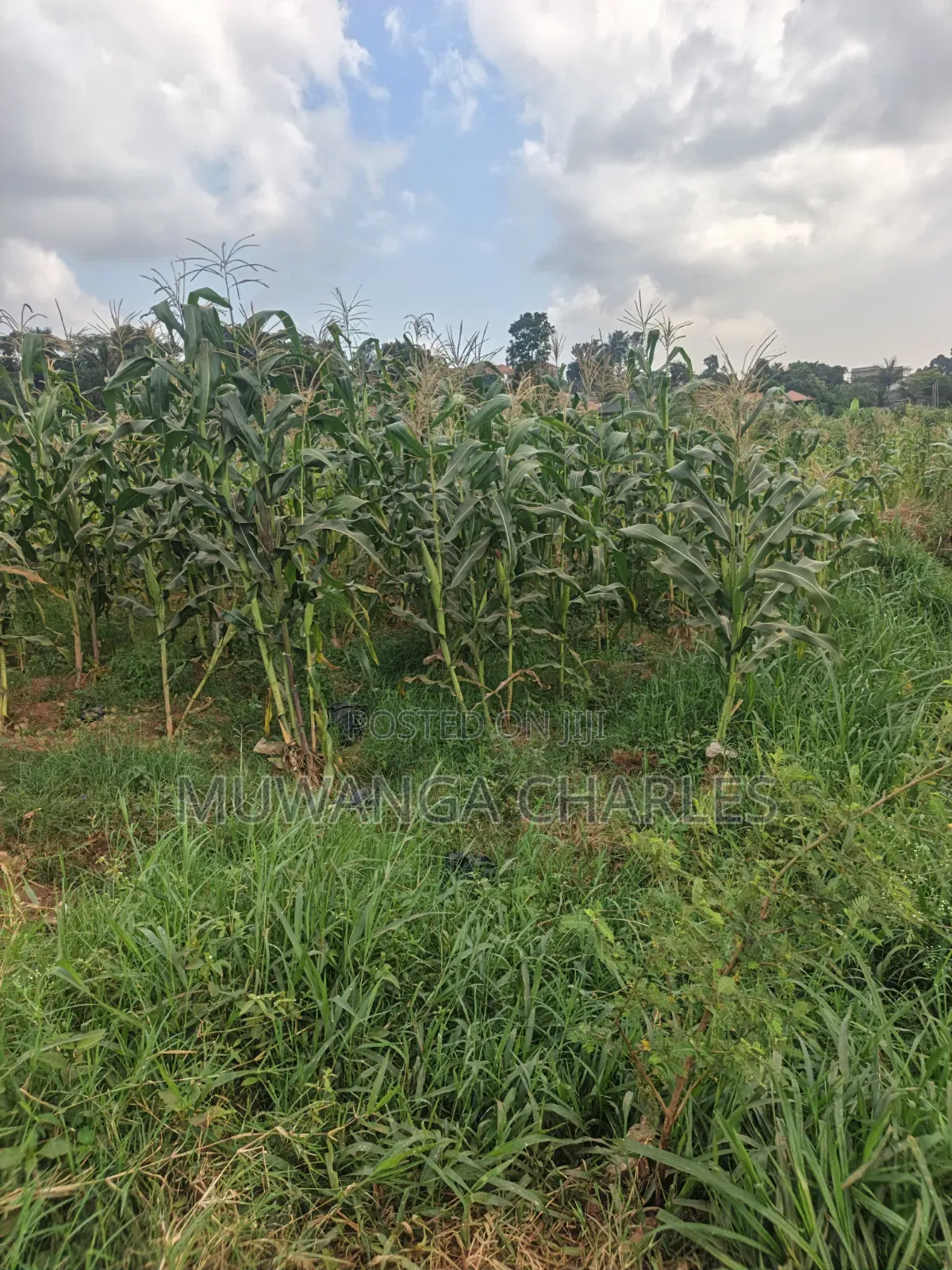 2acres of Land on Sale Komamboga Gayaza Road
