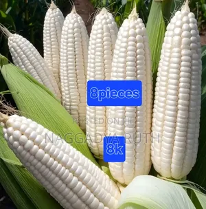 Food Plants