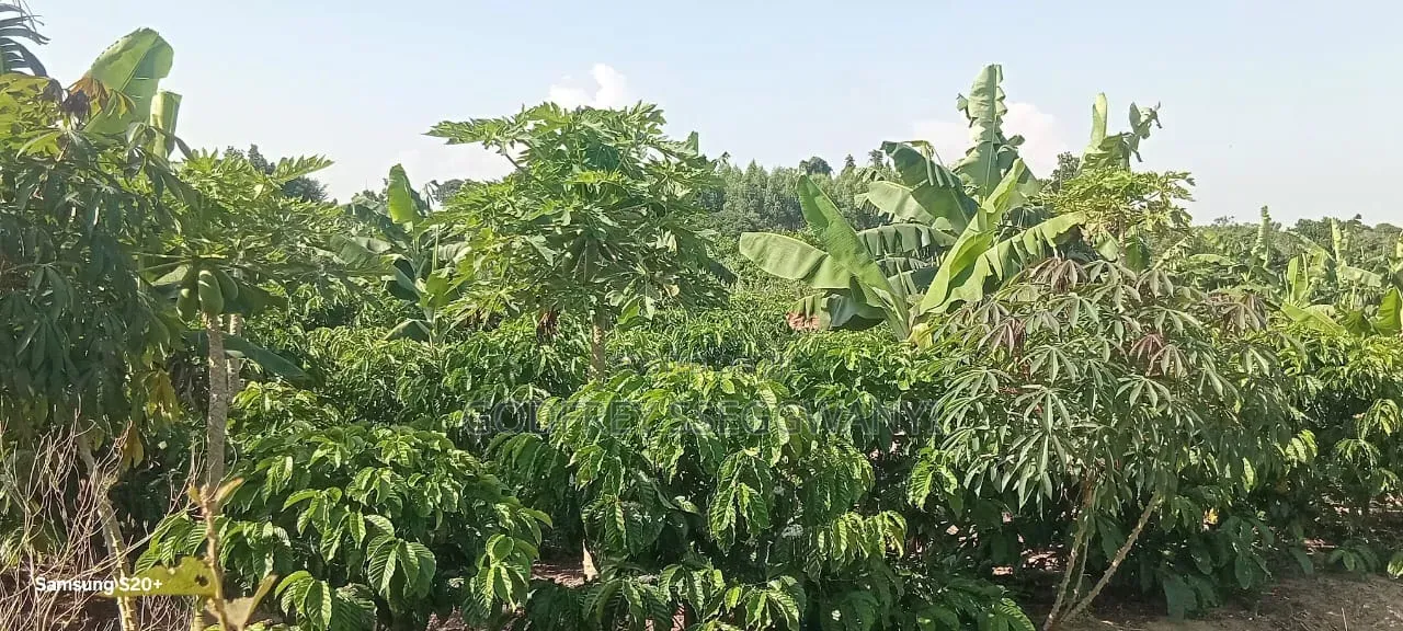2acres of Coffee in a Well Developed Area at Kammengo