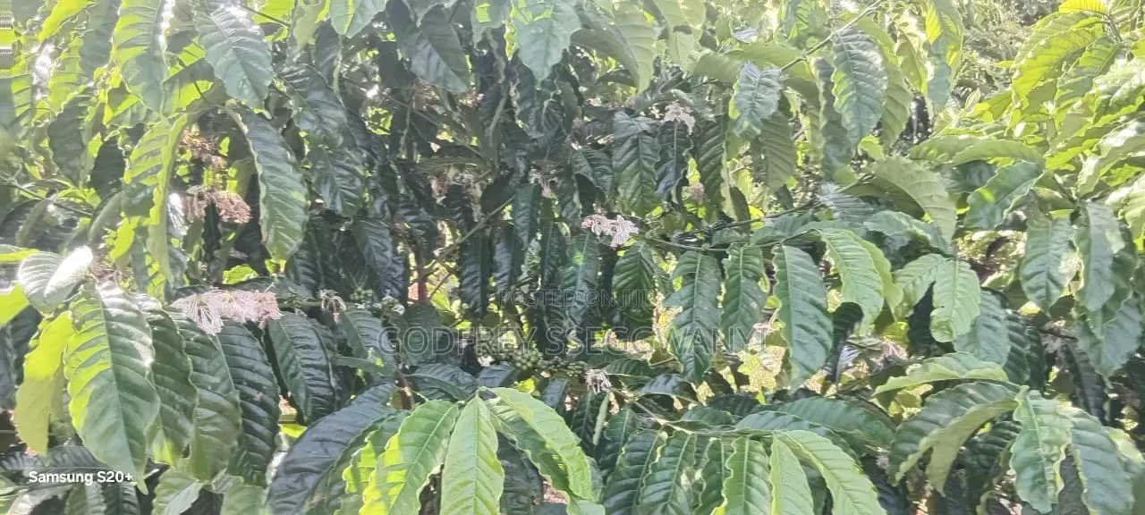 2acres of Coffee in a Well Developed Area at Kammengo