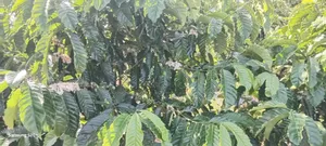2acres of Coffee in a Well Developed Area at Kammengo