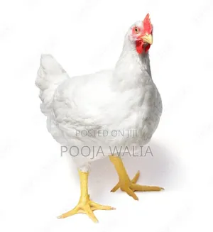 Boiler Chicken