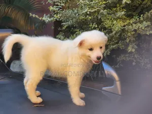 1-3 months Male Purebred Maltese