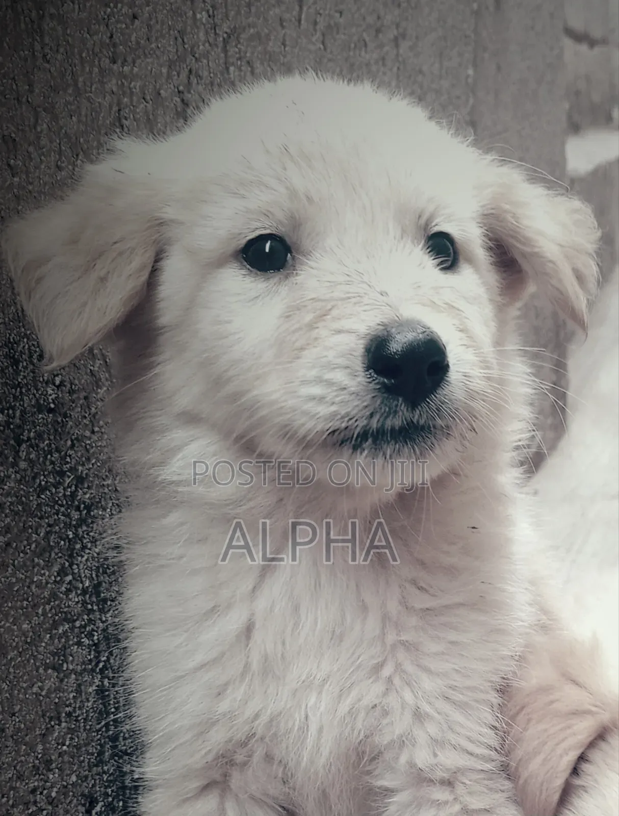 0-1 month Male Mixed Breed Golden Retriever