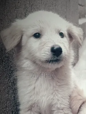 0-1 month Male Mixed Breed Golden Retriever