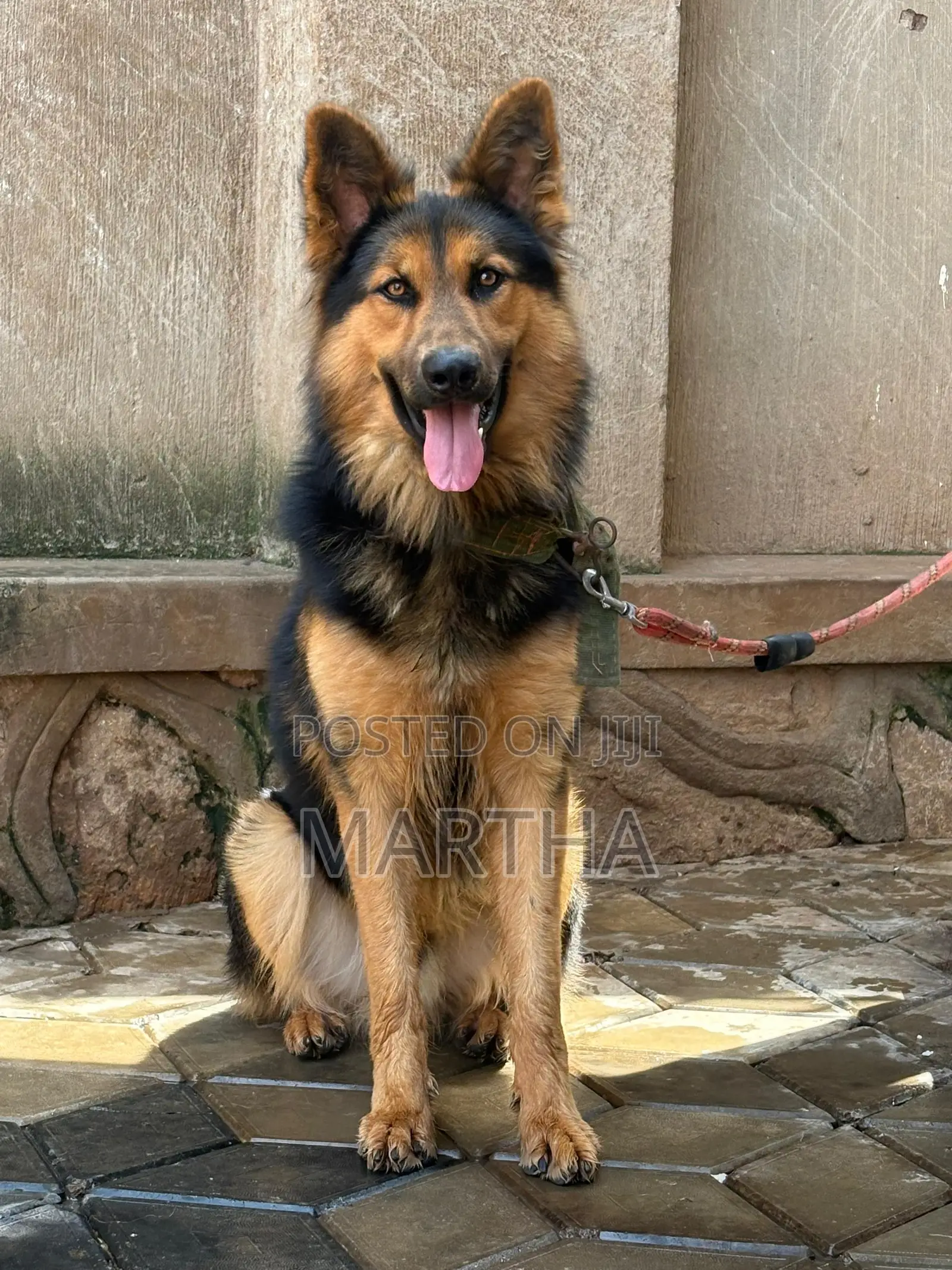 1+ year Male Mixed Breed German Shepherd