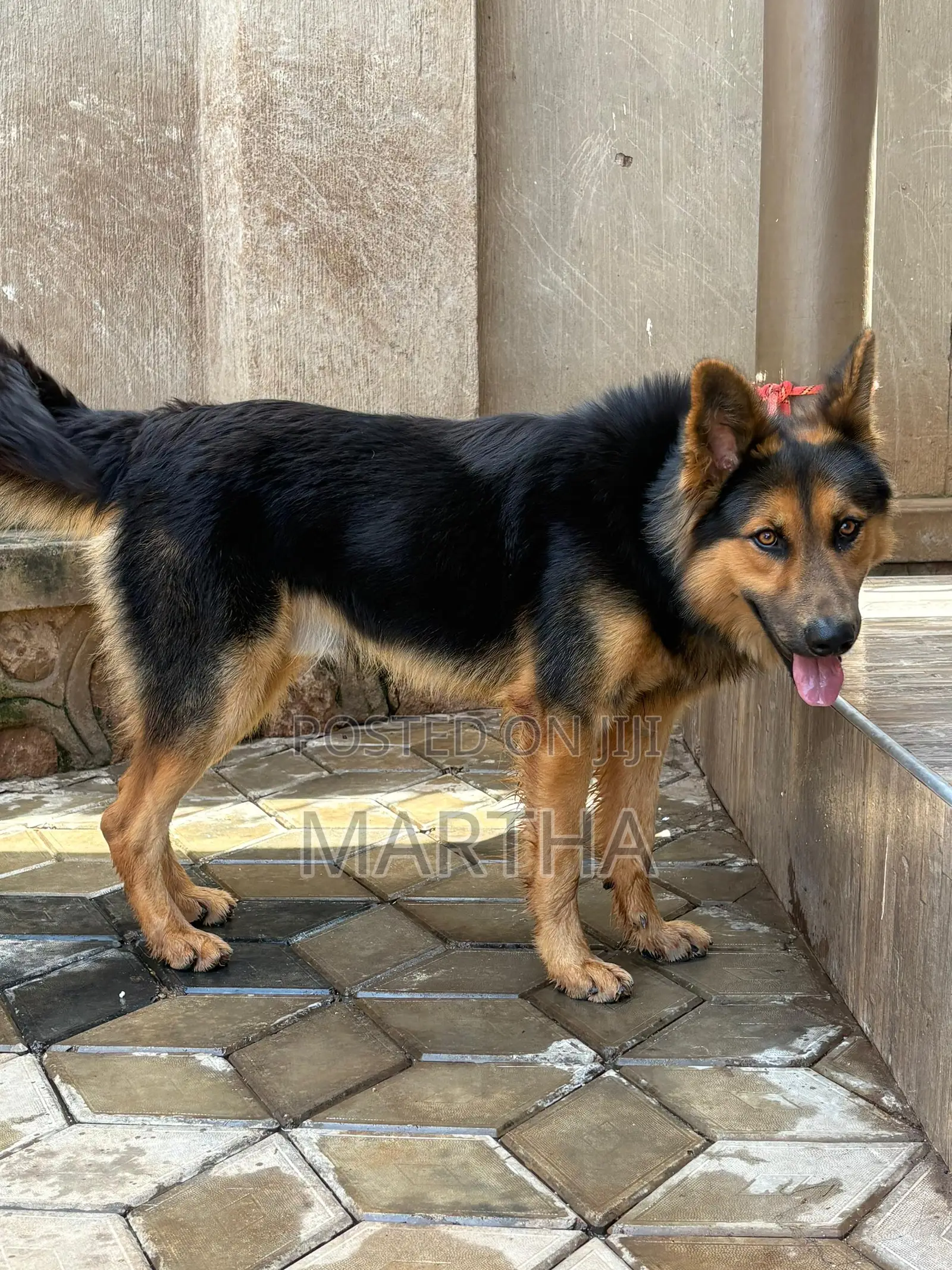 1+ year Male Mixed Breed German Shepherd