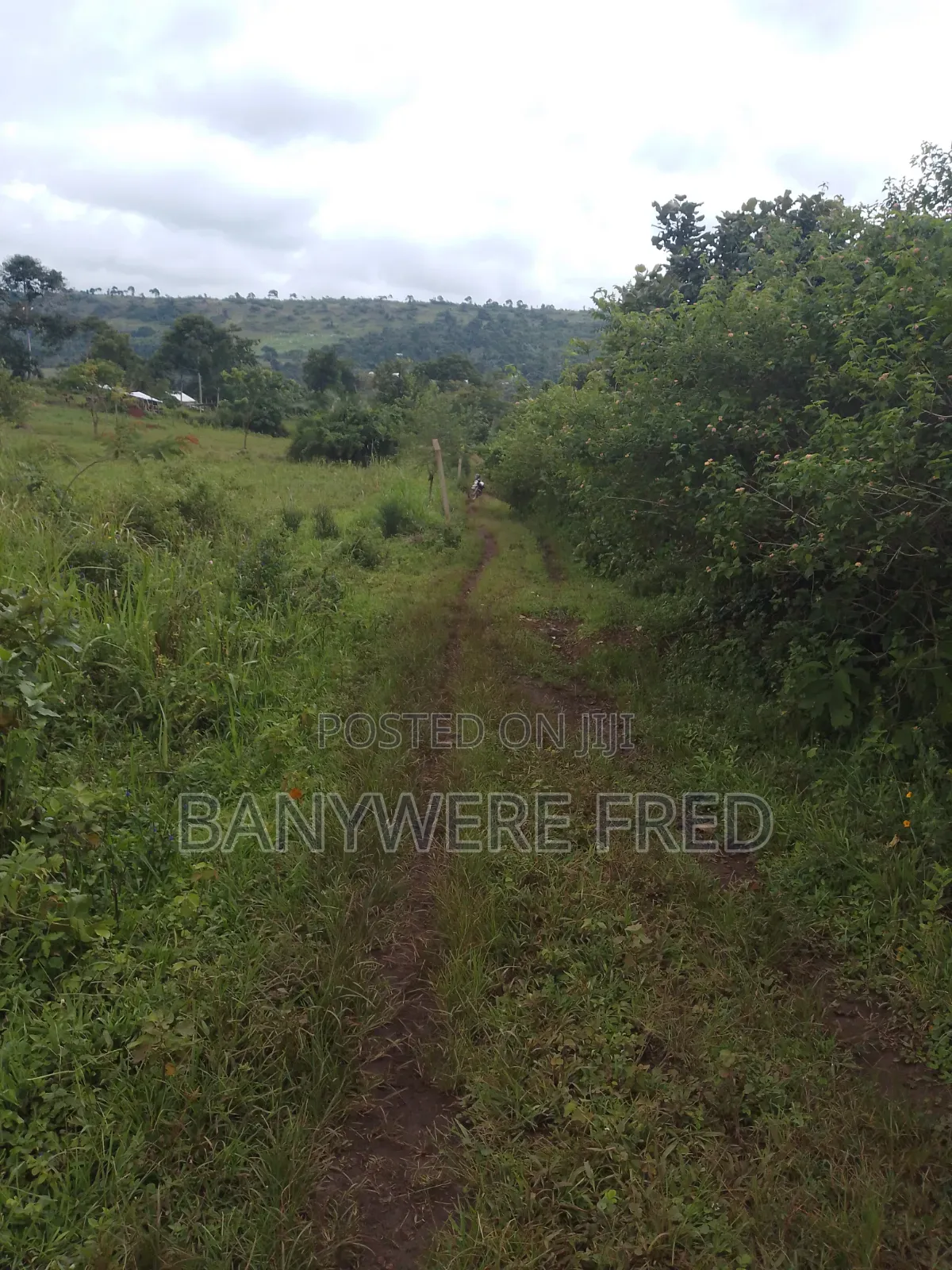 120 Acres Of Farmland In Nakaseke