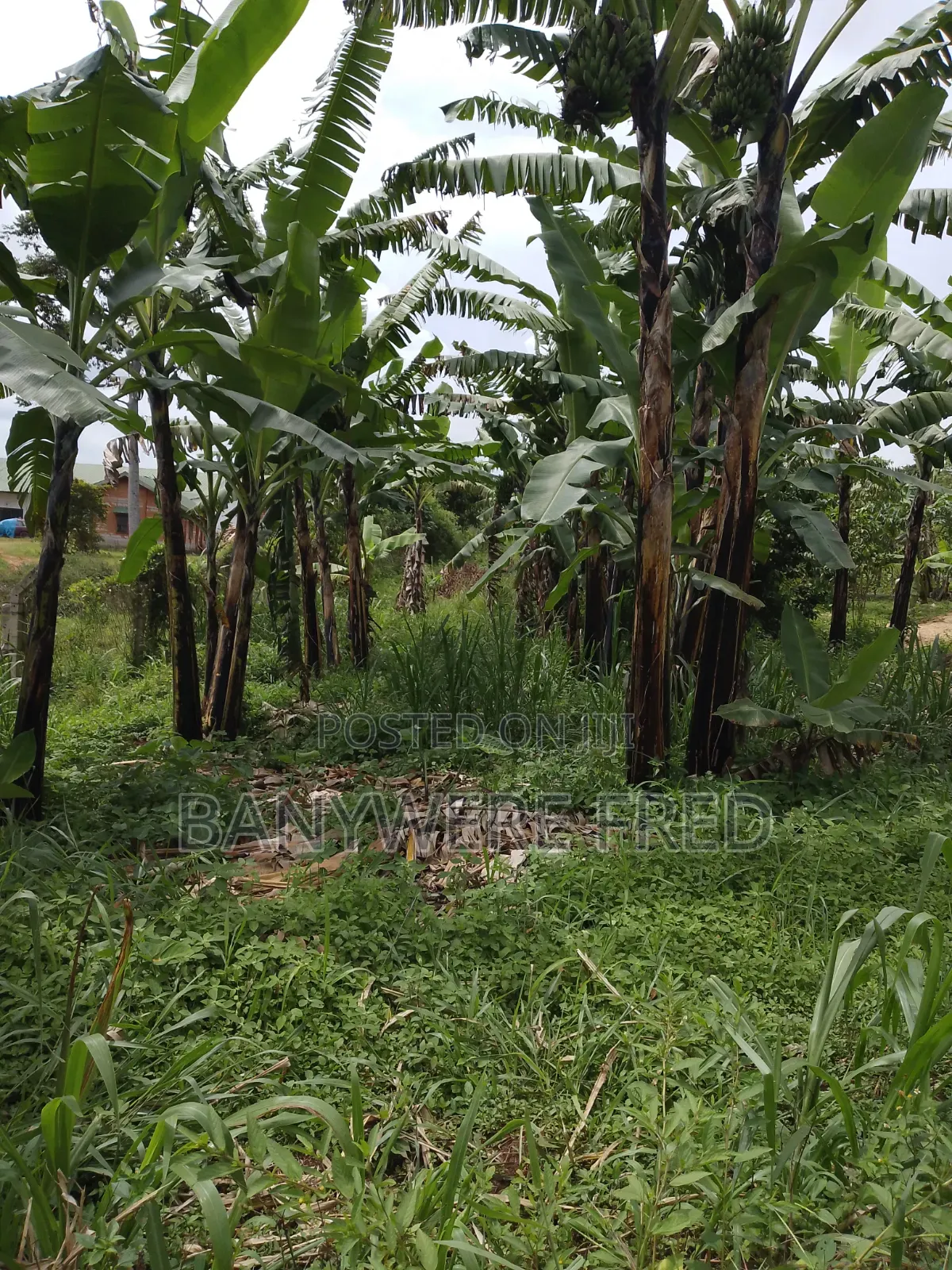 120 Acres Of Farmland In Nakaseke