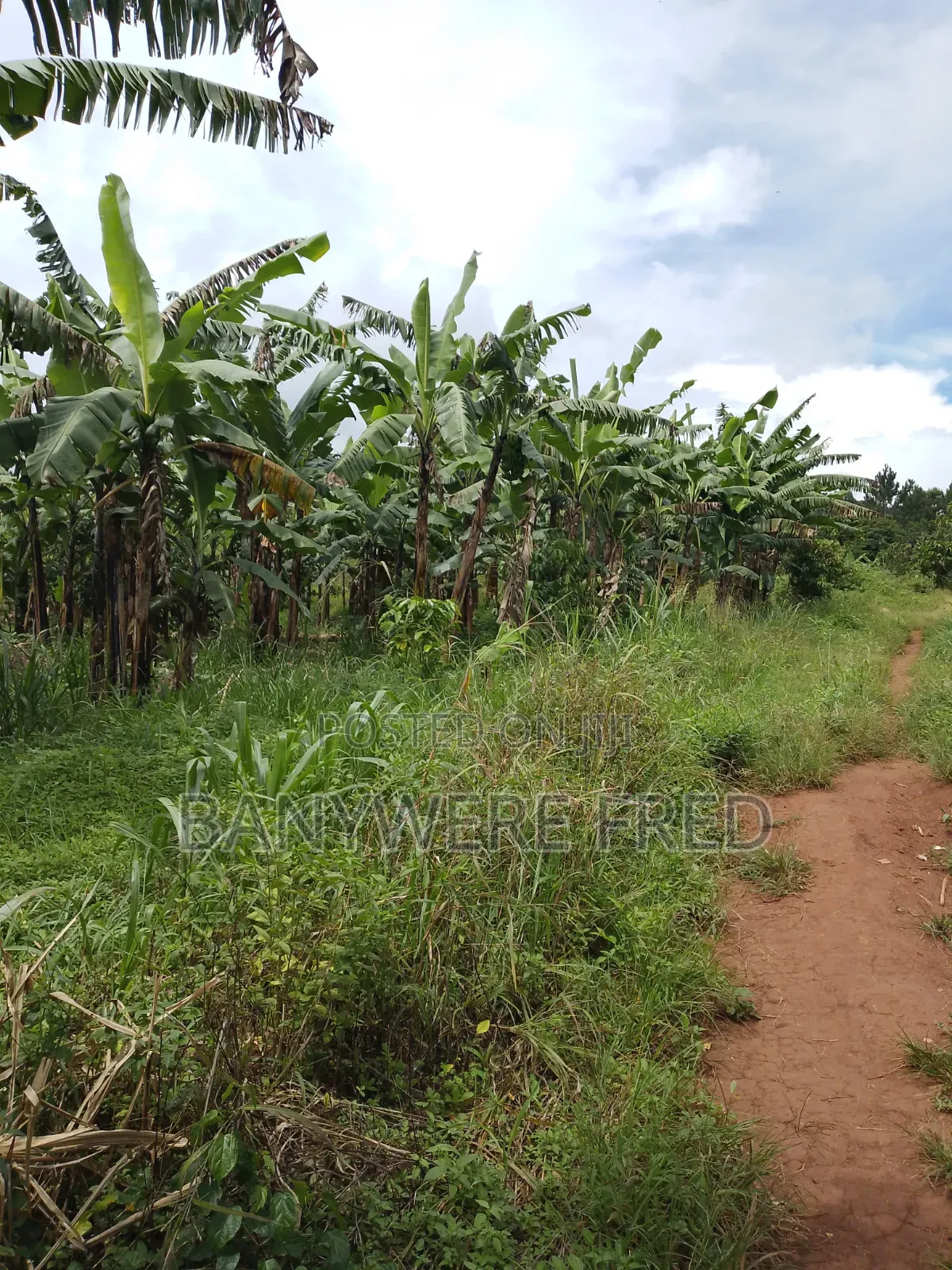 120 Acres Of Farmland In Nakaseke