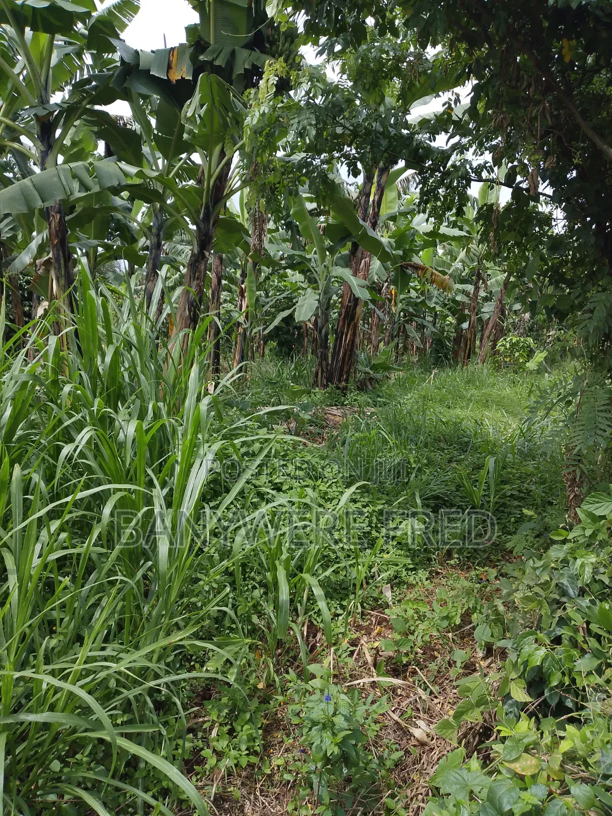 120 Acres Of Farmland In Nakaseke
