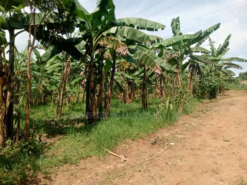 Buzibwera Nansaka Farmland